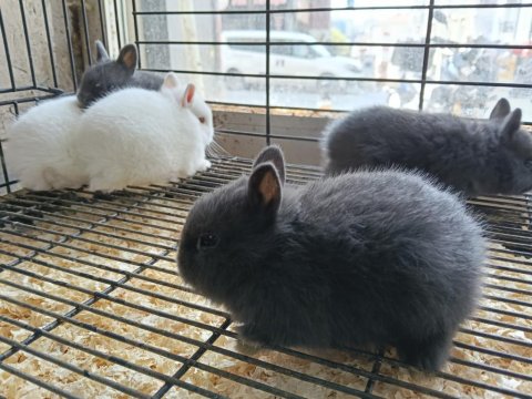 Türkiye'nin Her İline Gönderim Cüce Tavşan Yavruları