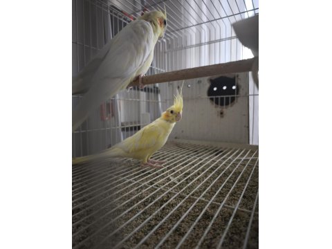 Çift Lutino Sultan Papağanı