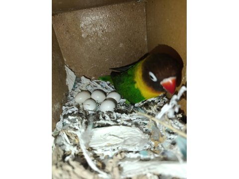 El Besleme Yavru Cennet Papağanımız