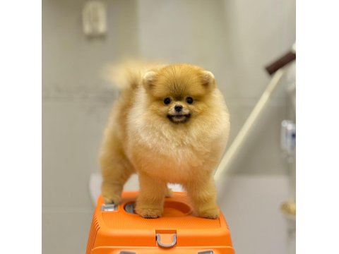 Pomeranian Fci Şecereli Ultra Lux