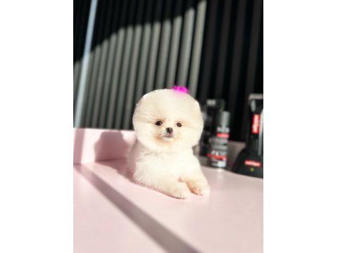 Türkiye'nin En Seçkin Pomeranian Boo (Ayı Surat) Garantili Yavruları