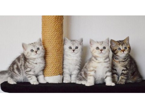 Asil Silver British Shorthair Ns24
