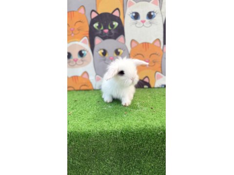 Hollanda Teddy Lop Tavşanı Gönderim Yapılır