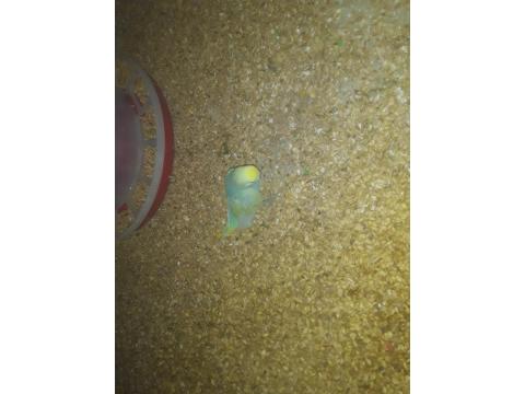 5 Adet Rainbow Muhabbet Kuşu Uyguna