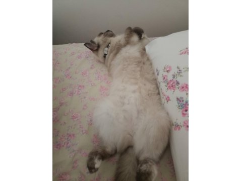 Ücretsiz Siyam Kedisi Blue Point Karışımı