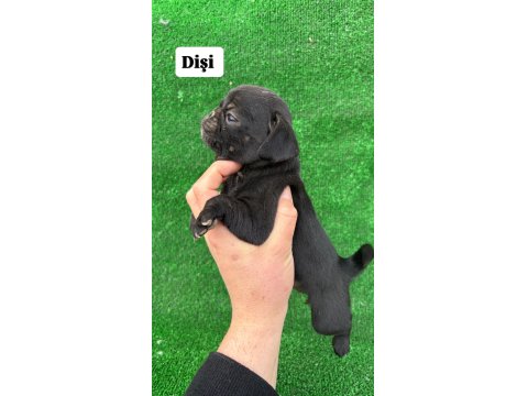 40 Günlük Pug Mops Yavrular