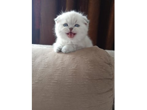 Scottish Fold Lynx Point Dişi Top Kafa