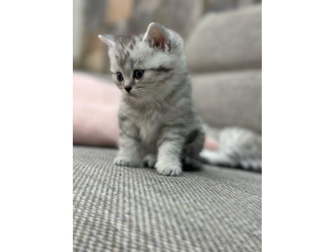 British Shorthair 1,5 Aylık