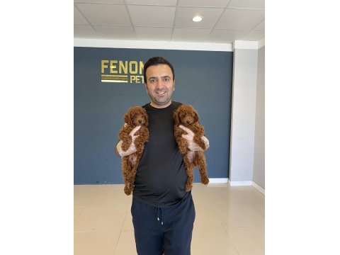 Mükemmel Maltipoo Yavrularımız Ankara Mağazamızda Görün