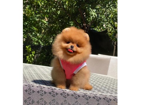 Show Kalite Dişi Orange Pomeranian