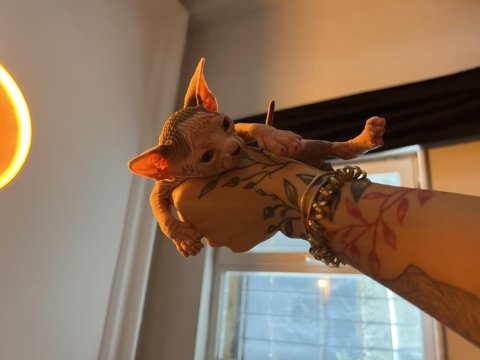 Safkan Kanada Sfenksi Yavruları