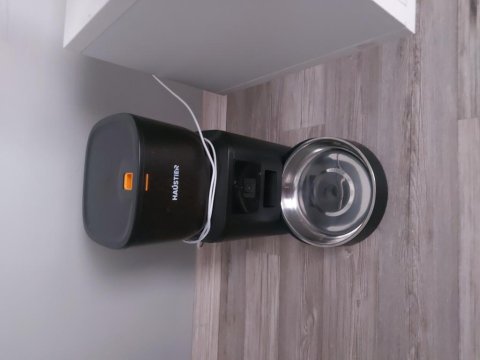 Yavru British Kedimiz Yeni Yuvasını Arıyor