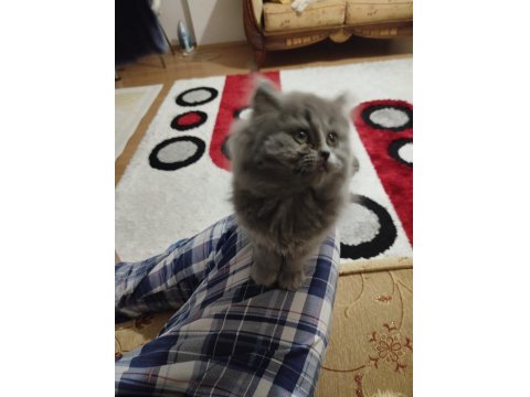 British Longhair Safkan Dişi Yavru