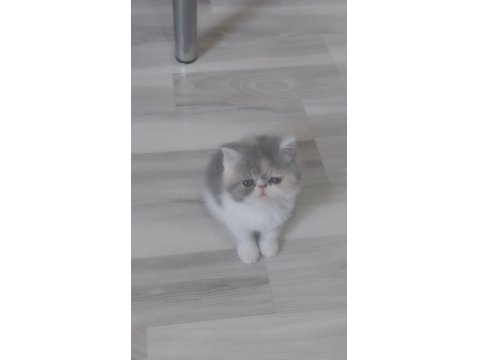 Exotic Shorthair Yavrular