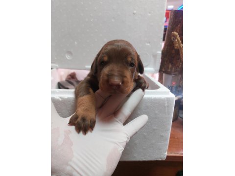 Tek Eksileri Şecere Belgeli İri Doberman Yavrular