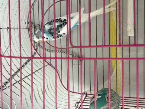 Muhabbet Kuşları Takım