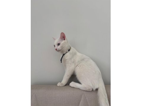 Mavi Gözlü Beyaz Tekir Kedimiz 5 Aylık Dişi