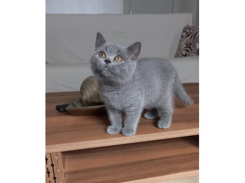 Klasik Blue Renk British Shorthair Dişi Yavru