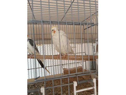 Acil Satılık Çift Ve Dişi Sultan Papağanı