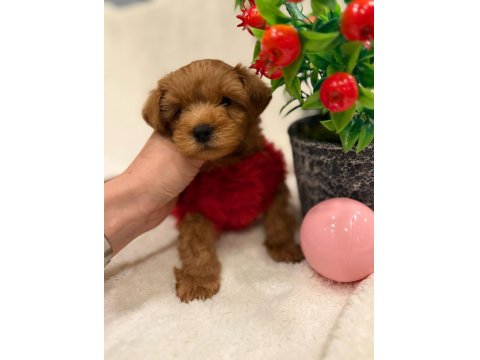 Sevimli Maltipoo Yavrular