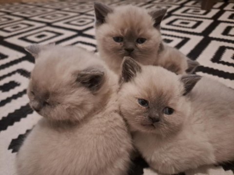 British Yavrularımız Teslime Hazır