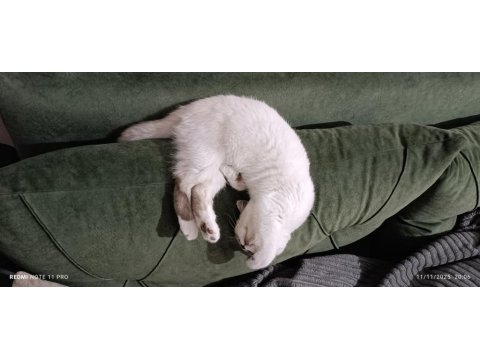 8 Aylık Erkek Kedimiz