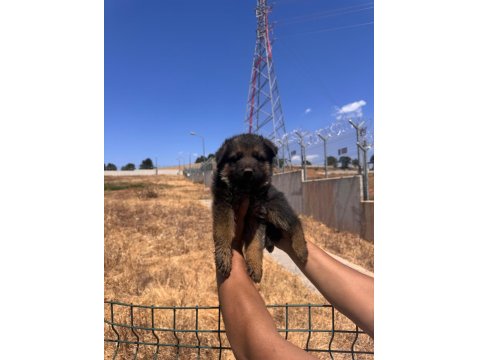 Alman Kurdu Bebeklerimiz İçin Acele Edin