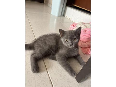 British Shorthair 3 Aylık Dişi Kedimiz