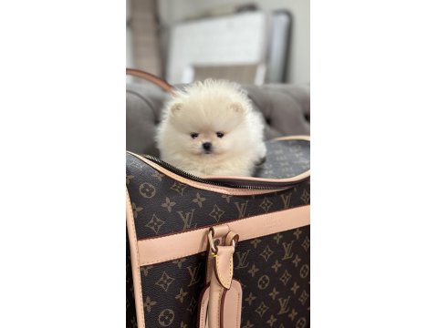 Orjinal Erkek Teacup Pomeranian