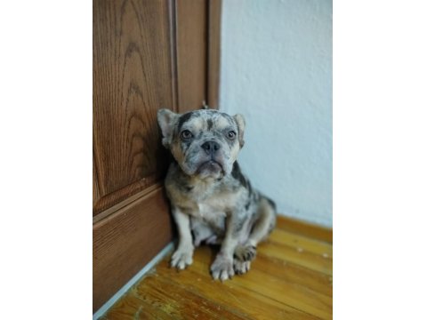A Kalite Blue Merle Fransız Bulldog Dişi 1.5-2 Yaş