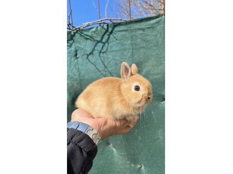 Orijinal Hollanda Cüce Tavşanı