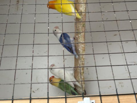 Cennet Papağanlarımız