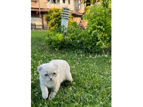 Güzeller Güzeli Bebiş Kediler