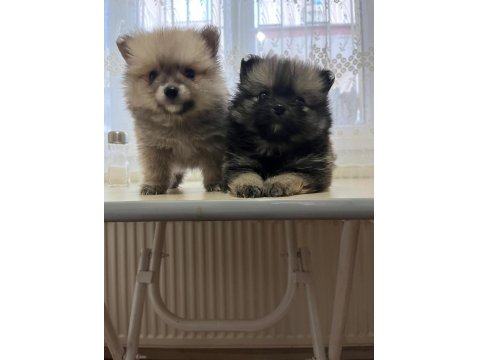 Pomeranian Boo Dişi 3,5 Aylık Yavrumuz