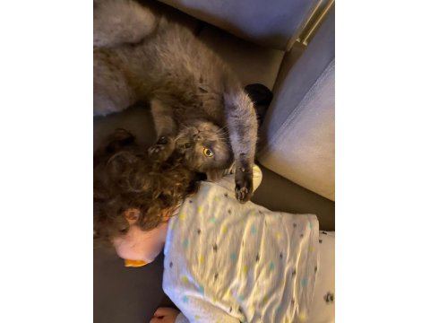 British Shorthair 2 Yaşında