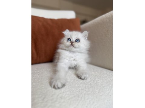 Özel Tip Silver Point British Kedimiz