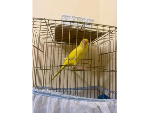 Mutasyon Sarı Pakistan Papağanı