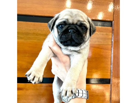 Dünya Tatlısı Pug Köpeği Yavruları