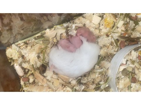 Hamster Gonzales İzmir Buca Orjinal Ve Tatlı