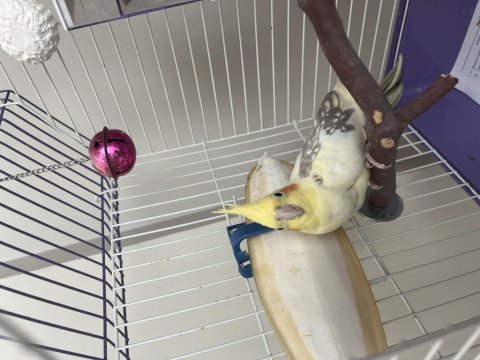 Sultan Papağanı Çift