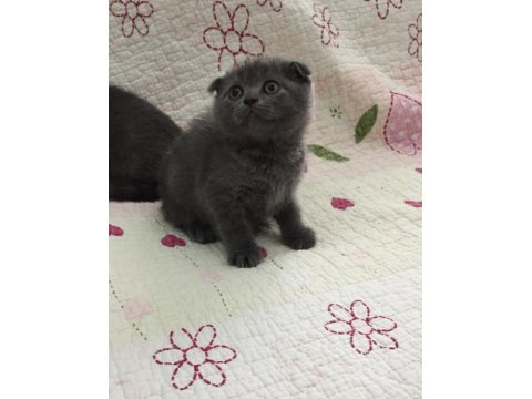 Bal Küpü Scottish Fold Bebeklerim