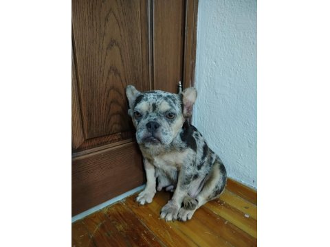 A Kalite Blue Merle Fransız Bulldog Dişi 1.5-2 Yaş