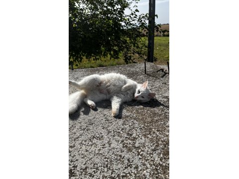 British Dişi Kedimiz