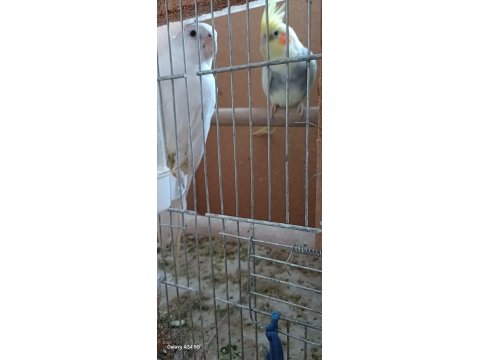 Çift Sultan Papağanlar