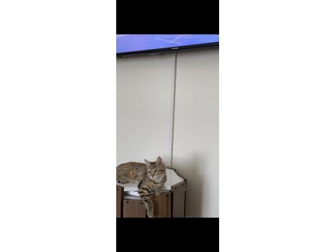 Ücretsiz Sahiplendirme Kedimiz