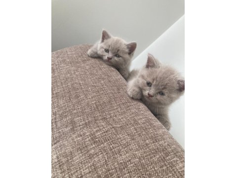 British Shorthair Lilac