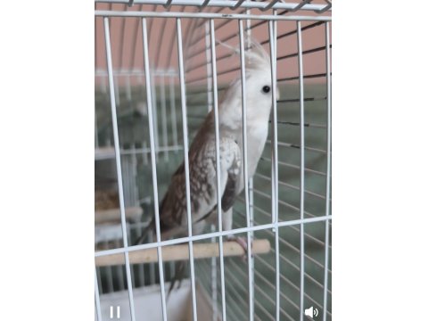 Prenses White Face Sultan Papağanı