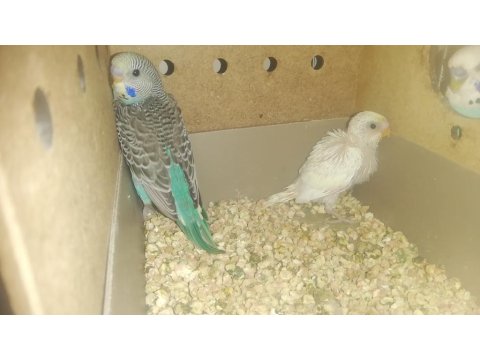 Yavru Muhabbet Kuşları