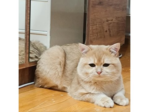 Bademim Ücretli Sahiplendirilecek Kedimiz