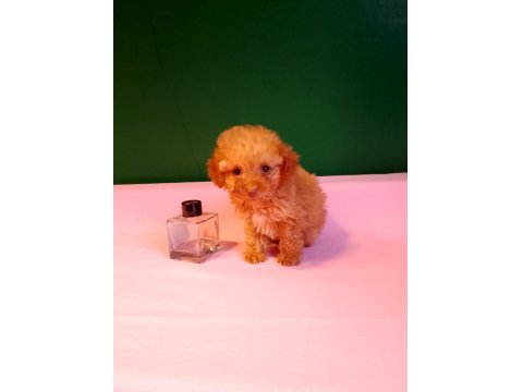Teacup Poodle Yavrusu Köpeklerimiz
